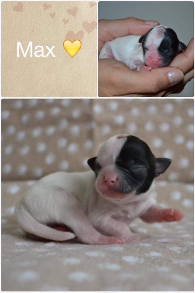 Max