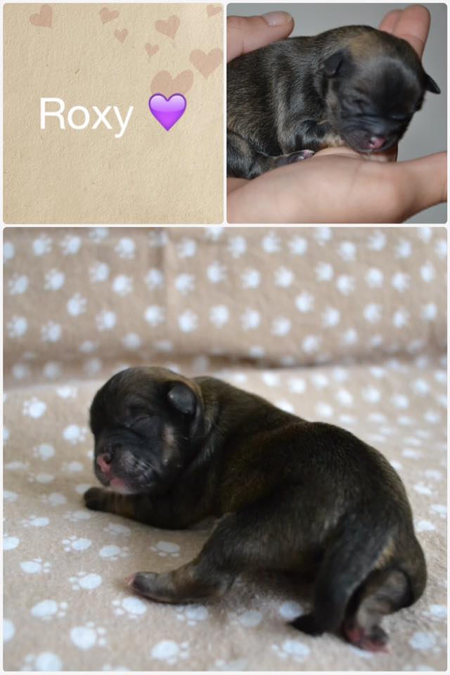 Roxy